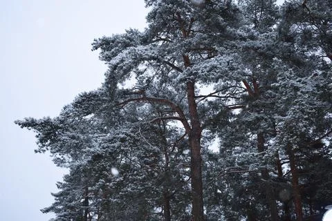 Tall pine tree canopy covered with fresh snow during snowfall Stock Photos