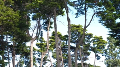 Tall Pine Tree Canopy Swaying Gracefully in light breeze. nature ambiance Stock Footage 252057291