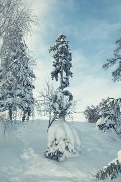 Tall pine tree covered with snow in winter slope Stock Photos