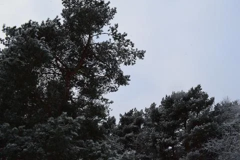 Tall pine tree crowns covered in snow against pale winter sky 写真素材