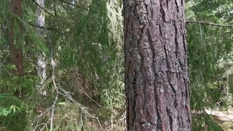 Tall pine tree Stock-Footage 132665288