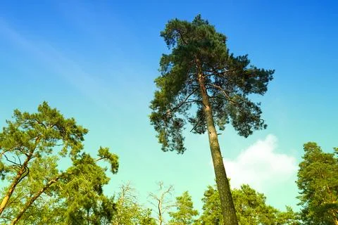Tall pine tree in the forest against the blue sky Stock Photos