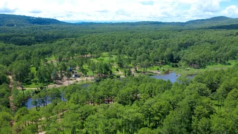Tall pine tree forest and lake Kirirom National Park in Southeast Asia Cambodia Stock Footage 340155425