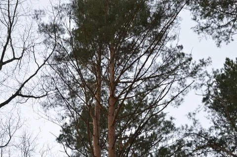 Tall pine tree in a forest during the early morning light showcasing its Stock Photos