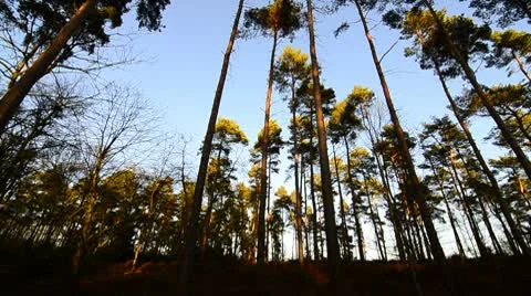 Tall Pine tree Forest Stock Footage 10699469