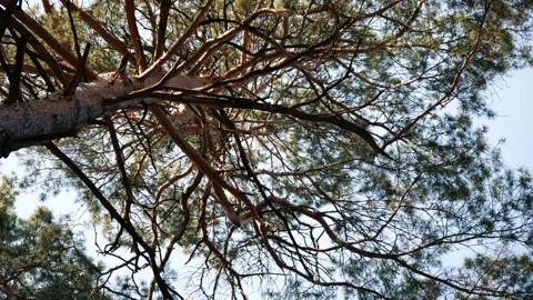 Tall pine tree in the forest Stock Footage 260475711