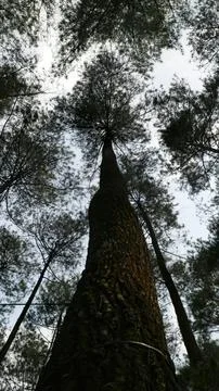 Tall pine tree in a forest with high canopy Stock Photos