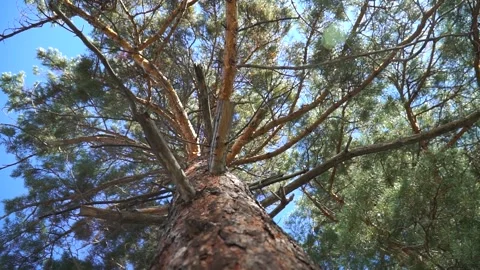Tall pine tree in the forest looking up from the bottom up Stock Footage 219971987