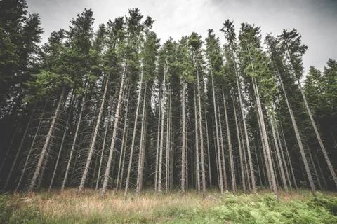 Tall pine tree forest with spooky withered branches Stock Photos