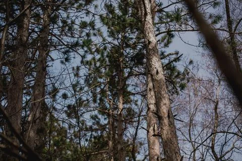 Tall pine tree in forest with sun rays on textured bark Foto stock