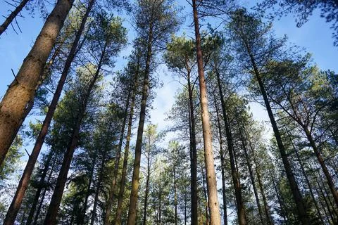 Tall pine tree forest with sunshine 写真素材