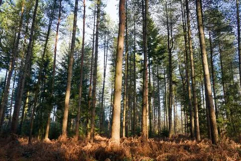 Tall pine tree forest with sunshine 写真素材