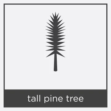 Tall pine tree icon isolated on white background Stock Illustration