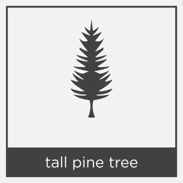 Tall pine tree icon isolated on white background Stock Illustration