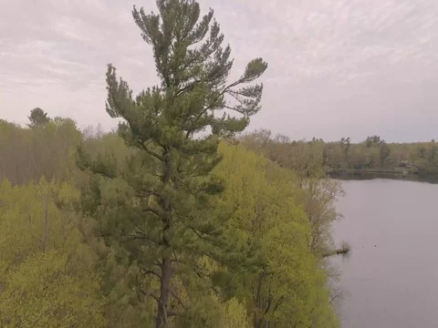 The Tall Pine Tree on the Lake Video stock 75732968