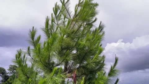 Tall pine tree with long green needles swaying in the wind and cloudy sky. Stock-Footage 333809019