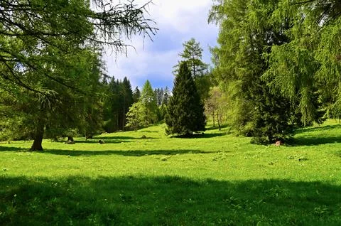Tall Pine Tree in a Lush Green Alpine Meadow Stock Photos
