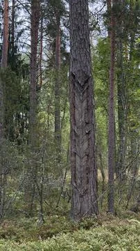 A tall pine tree marked with historical V-shaped resin tapping cuts stands in a Stock Photos