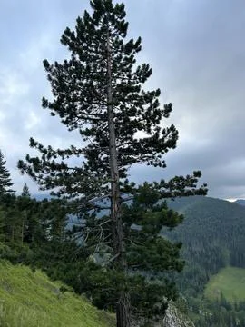 Tall Pine Tree on Mountain Slope Under Cloudy Sky. Stock Photos