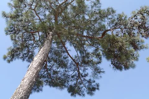 A tall pine tree over the blue sky Stock Photos