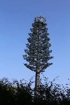A tall pine tree with an overhanging cell tower on top, against a clear blu.. Stock Photos