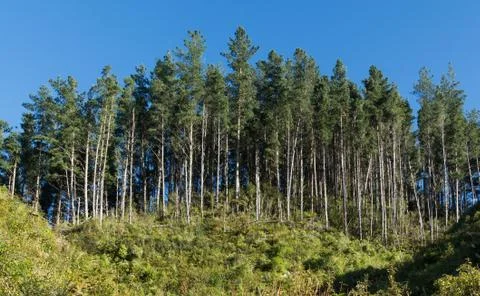 Tall pine tree Stock Photos