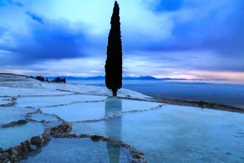 Tall pine tree reflection in Pamukkale travertines Stock Photos
