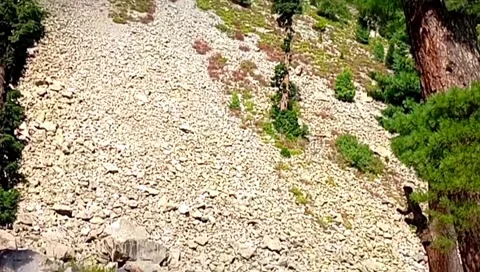 Tall Pine Tree on Rocky Scree Slope in Mountain Valley Stock Footage 343665906