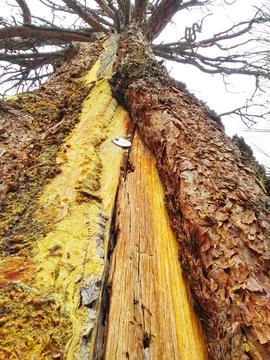 A tall pine tree with a scar from a lightning strike. Stock Photos