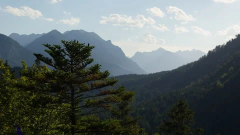Tall Pine Tree scenic view in front of vast mountain panorama valley Stock Footage 273278696