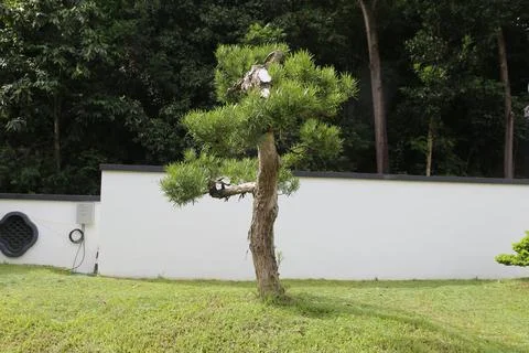 A tall pine tree in the shape of an eagle is planted on the grass, with a w.. Stock Photos