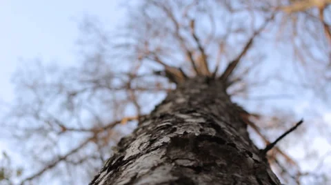 Tall pine tree on sky background Vidéo 54943876