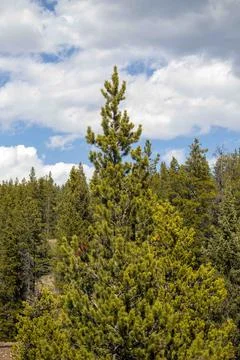 Tall Pine Tree With Smaller Pines Against Blue Sky Stock Photos