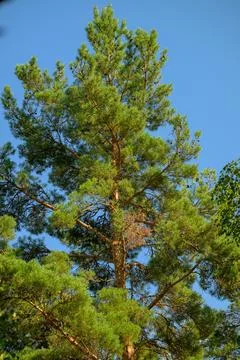 Tall pine tree stands against clear blue sky. Green needles form dense, full Stock Photos