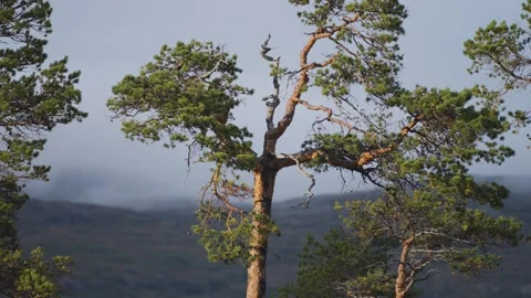 A tall pine tree stands isolated with branches stretching against a misty Stock Footage 287314641
