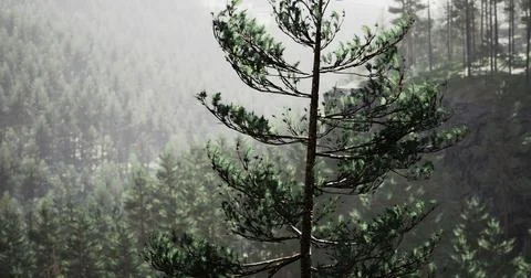 Tall pine tree stands majestically against a misty forest background Ilustração Stock
