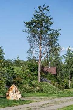 A Tall Pine Tree Stands Majestically Amidst Lush Greenery and a Beautiful Rock Stock Photos