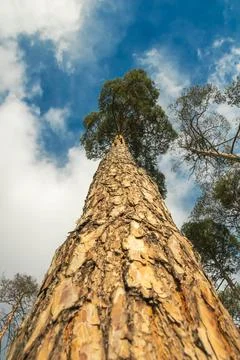 A tall pine tree stands majestically, reaching high towards the sky, surrou.. Stock Photos