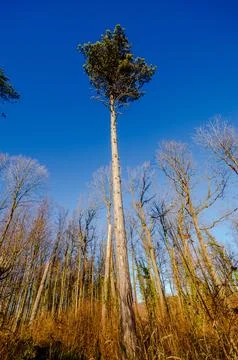 Tall pine tree stands out against a clear blue sky in a forest setting Stock Photos
