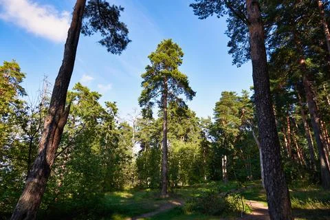 Tall pine tree in the summer forest. Walk in the pine forest Stock Photos