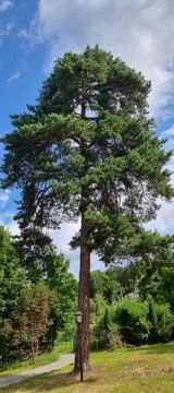 A tall pine tree on a sunny day Stock Photos