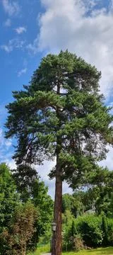 A tall pine tree on a sunny day Stock Photos