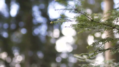 Tall Pine Tree Swaying in Wind with Forest Bokeh Stock Footage 308260798