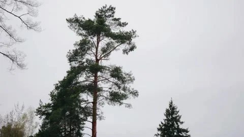 A tall pine tree is swaying in the wind. She's sitting alone in the field. Stock Footage 315791493