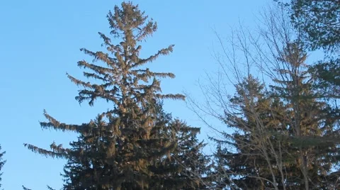 Tall pine tree sways Stock Footage 45706532