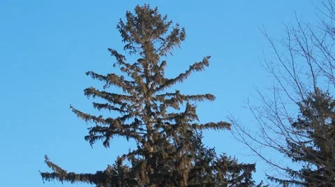 Tall pine tree sways Stock Footage 45706557