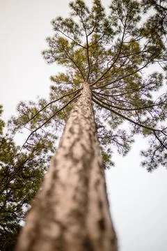 Tall pine tree with textured bark, branches spread against overcast sky, lo.. Stock Photos