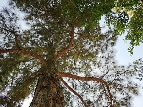 Tall pine tree with thick branches Foto stock