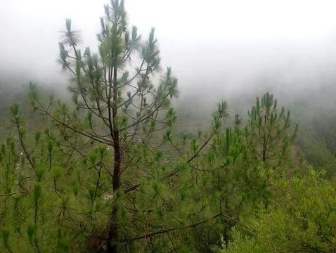 Tall Pine Tree Top Above Misty Green Forest Canopy With Fog Stock Photos