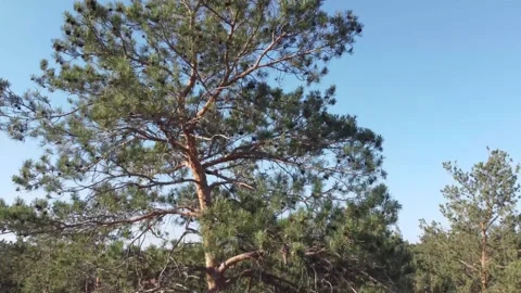 Tall pine tree from top to bottom summer. Stock Footage 154682065